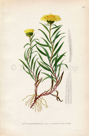 1926 (Inula vrabelyiana Kern) Vintage Antique Print by Lindman Botanical Flower Book Plate 531, Green, Yellow