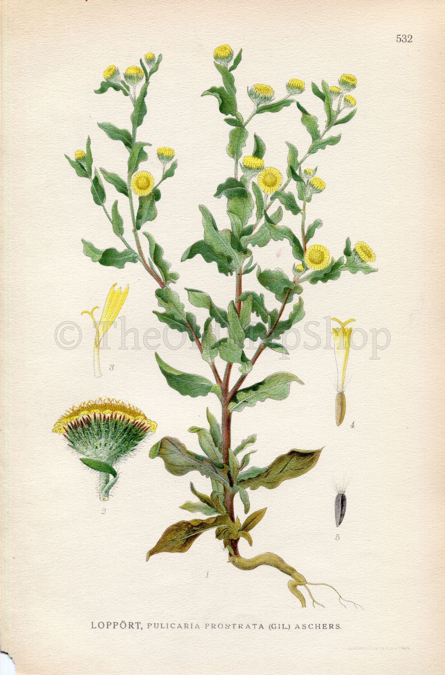1926 (Pulicaria prostrata) Vintage Antique Print by Lindman Botanical Flower Book Plate 532, Green, Yellow