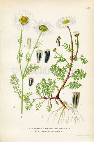 1926 Scentless mayweed, Scentless Chamomile (Matricaria inodora) Vintage Antique Print by Lindman Botanical Flower Book Plate 535, Green