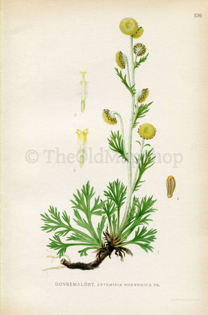 1926 Alpine Sagewort, Boreal Sagewort (Artemisia norvegica) Vintage Antique Print by Lindman Botanical Flower Book Plate 536, Green, Yellow