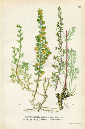 1926 Field wormwood (Artemisia rupestris, Artemisia campestris) Vintage Antique Print by Lindman Botanical Flower Book Plate 537