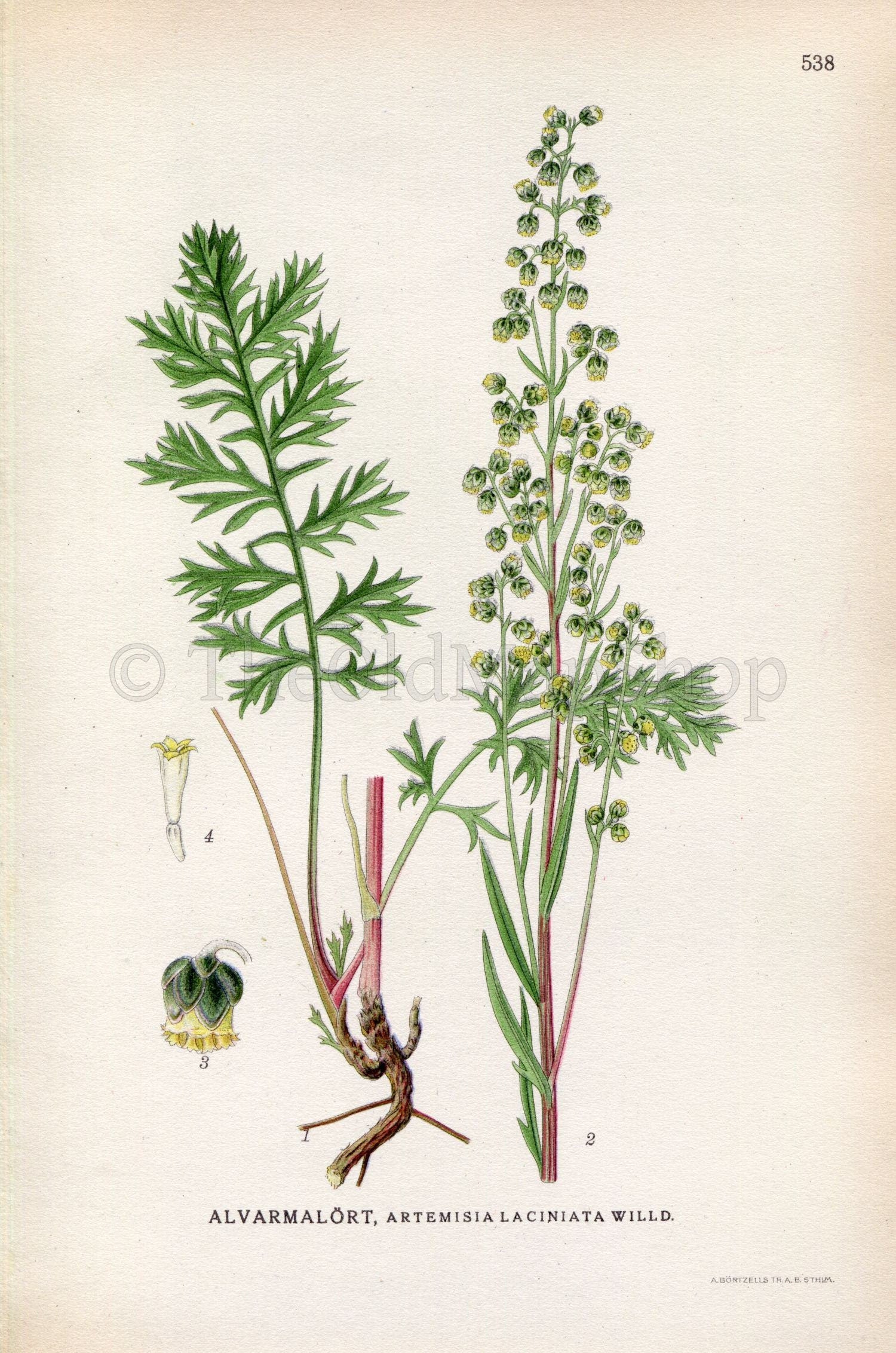 1926 Siberian wormwood (Artemisia laciniata) Vintage Antique Print by Lindman Botanical Flower Book Plate 538, Green