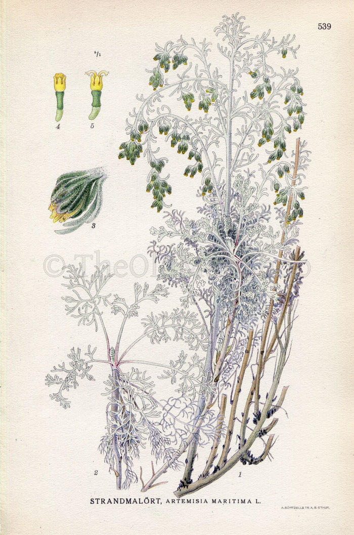 1926 Sea Wormwood, Old Woman (Artemisia maritima) Vintage Antique Print by Lindman Botanical Flower Book Plate 539