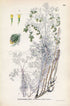 1926 Sea Wormwood, Old Woman (Artemisia maritima) Vintage Antique Print by Lindman Botanical Flower Book Plate 539