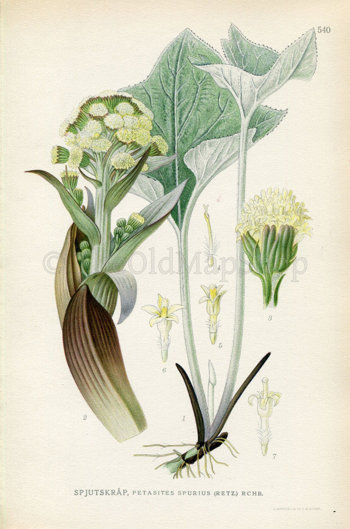 1926 Woolly Butterbur (Petasites spurius) Vintage Antique Print by Lindman Botanical Flower Book Plate 540, Green