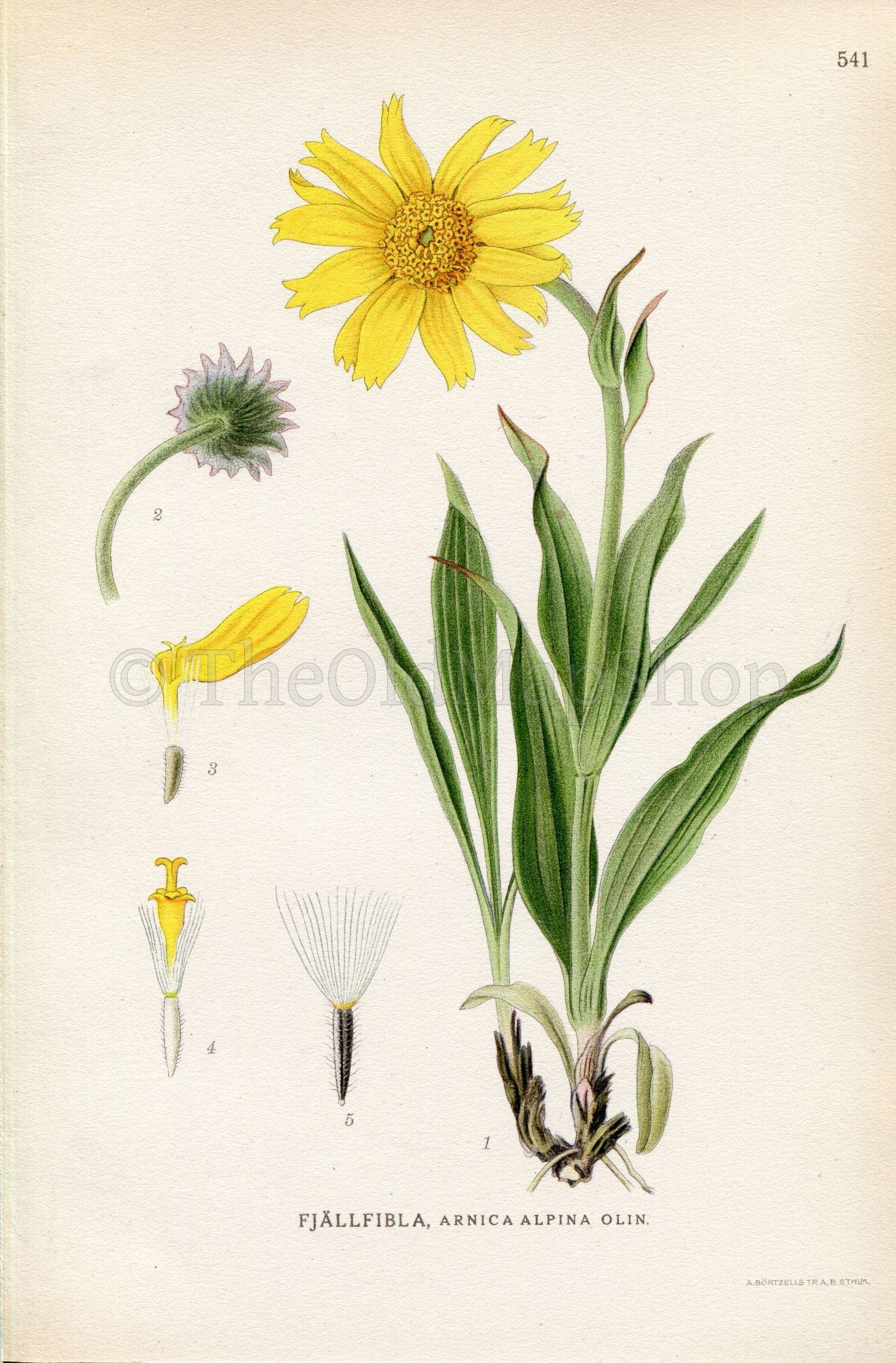 1926 Narrowleaf Arnica, Arnica angustifolia (Arnica alpina) Vintage Antique Print by Lindman Botanical Flower Book Plate 541, Green, Yellow