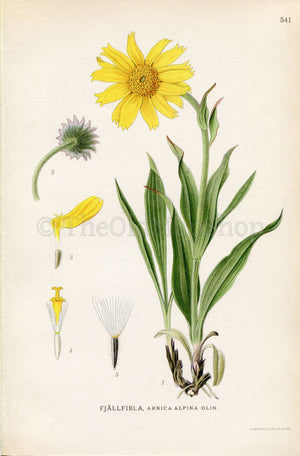 1926 Narrowleaf Arnica, Arnica angustifolia (Arnica alpina) Vintage Antique Print by Lindman Botanical Flower Book Plate 541, Green, Yellow