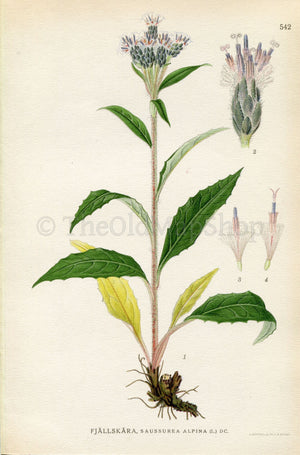 1926 Alpine Saw-wort, Alpine Sawwort, Snow Lotus (Saussurea alpina) Vintage Antique Print by Lindman Botanical Flower Book Plate 542, Green
