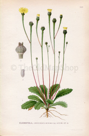 1926 Dwarf Nipplewort, Lamb-succory (Arnoseris minima) Vintage Antique Print by Lindman Botanical Flower Book Plate 546, Green, Yellow