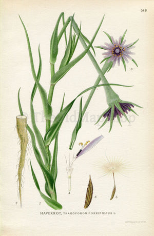 1926 Purple Salsify, Oyster Plant,  Jerusalem Star (Tragopogon porrifolius) Vintage Antique Print by Lindman Botanical Flower Book Plate 549