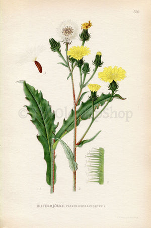1926 Hawkweed Oxtongue, Hawkweed Ox-tongue (Picris hieracioides) Vintage Antique Print by Lindman Botanical Flower Book Plate 550, Yellow