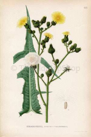 1926 Marsh Sowthistle (Sonchus palustris) Vintage Antique Print by Lindman Botanical Flower Book Plate 555, Green, Yellow