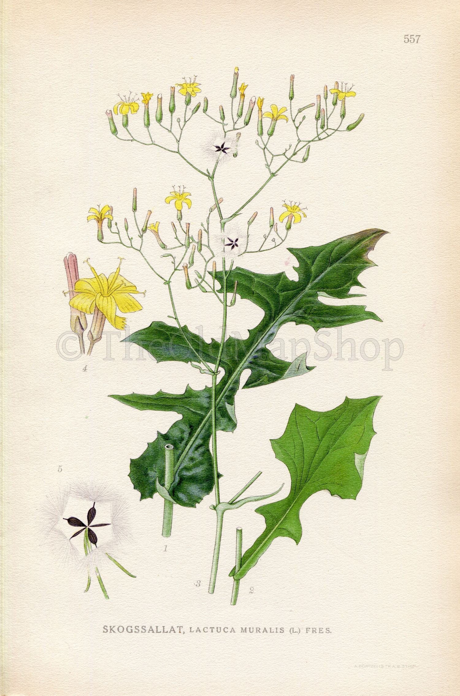 1926 Wall Lettuce (Lactuca muralis) Vintage Antique Print by Lindman Botanical Flower Book Plate 557, Green, Yellow