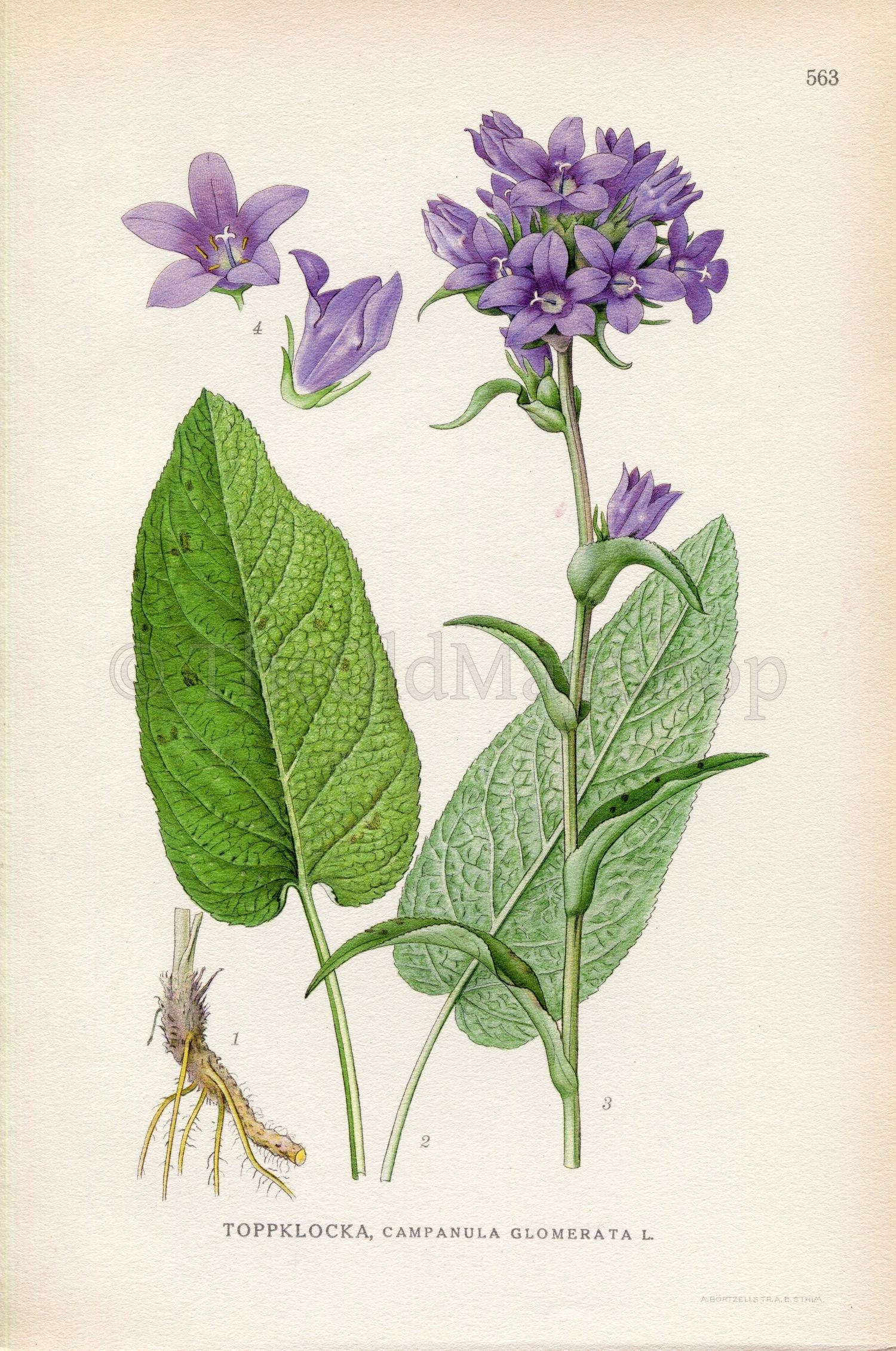 1926 Clustered Bellflower, Dane's blood (Campanula glomerata) Vintage Antique Print by Lindman Botanical Flower Book Plate 563, Green Violet