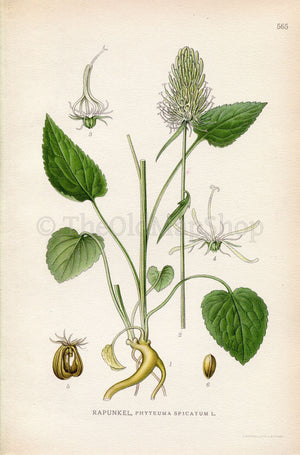 1926 Spiked Rampion (Phyteuma spicatum) Vintage Antique Print by Lindman Botanical Flower Book Plate 565, Green