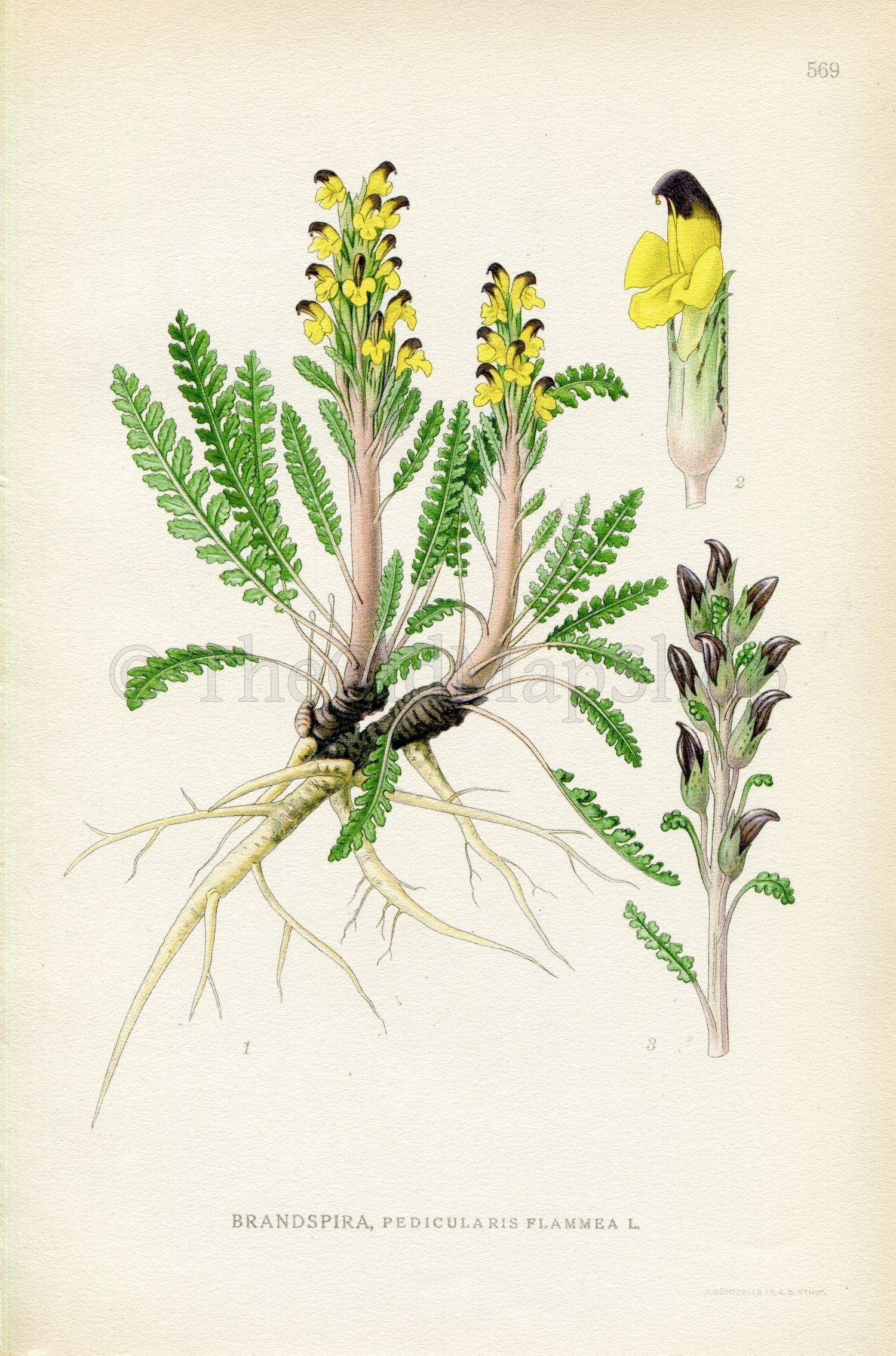1926 Red-tipped Lousewort (Pedicularis flammea) Vintage Antique Print by Lindman Botanical Flower Book Plate 569, Green, Yellow