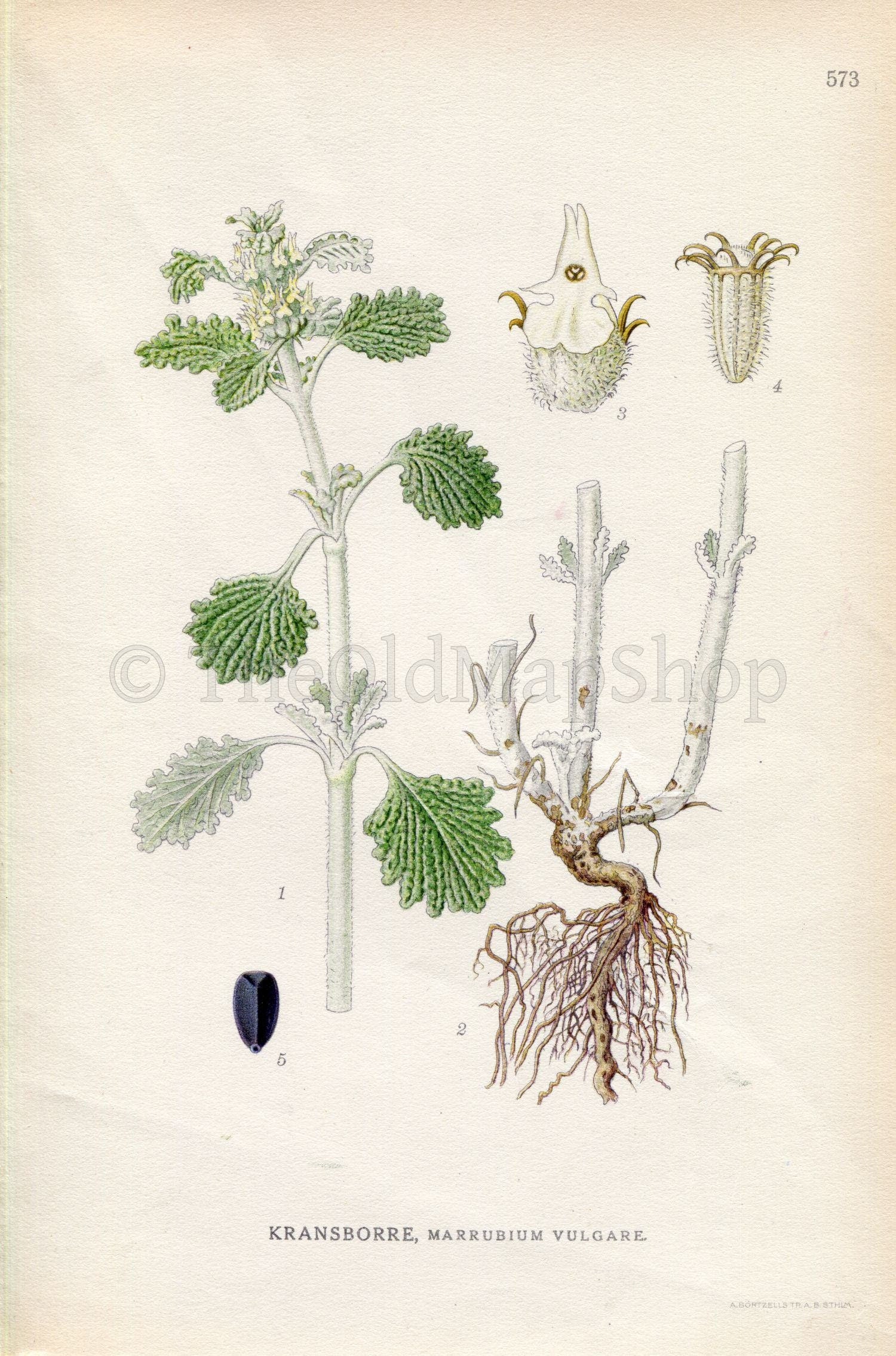 1926 White Horehound, Common Horehound (Marrubium vulgare) Vintage Antique Print by Lindman Botanical Flower Book Plate 573, Green