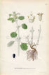 1926 White Horehound, Common Horehound (Marrubium vulgare) Vintage Antique Print by Lindman Botanical Flower Book Plate 573, Green