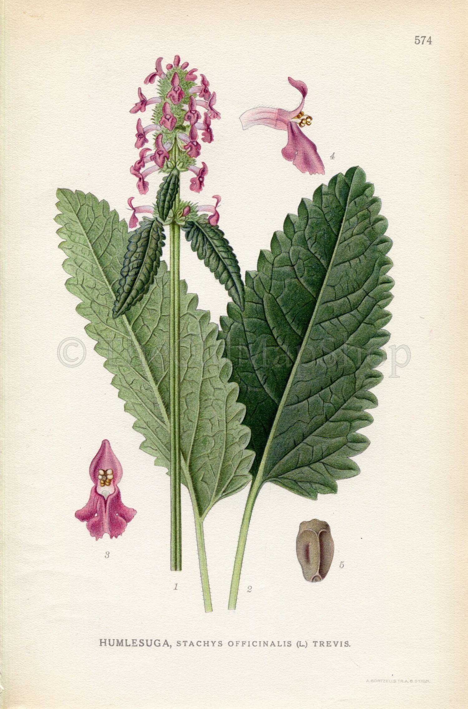 1926 Common Hedgenettle, Betony, Purple betony (Stachys officinalis) Vintage Antique Print by Lindman Botanical Flower Book Plate 574, Green