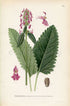 1926 Common Hedgenettle, Betony, Purple betony (Stachys officinalis) Vintage Antique Print by Lindman Botanical Flower Book Plate 574, Green