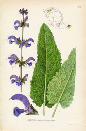 1926 Meadow clary, Meadow sage (Salvia pratensis) Vintage Antique Print by Lindman Botanical Flower Book Plate 575, Green, Violet