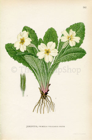 1926 Primrose (Primula vulgaris) Vintage Antique Print by Lindman Botanical Flower Book Plate 582, Green, Pale Yellow