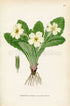1926 Primrose (Primula vulgaris) Vintage Antique Print by Lindman Botanical Flower Book Plate 582, Green, Pale Yellow