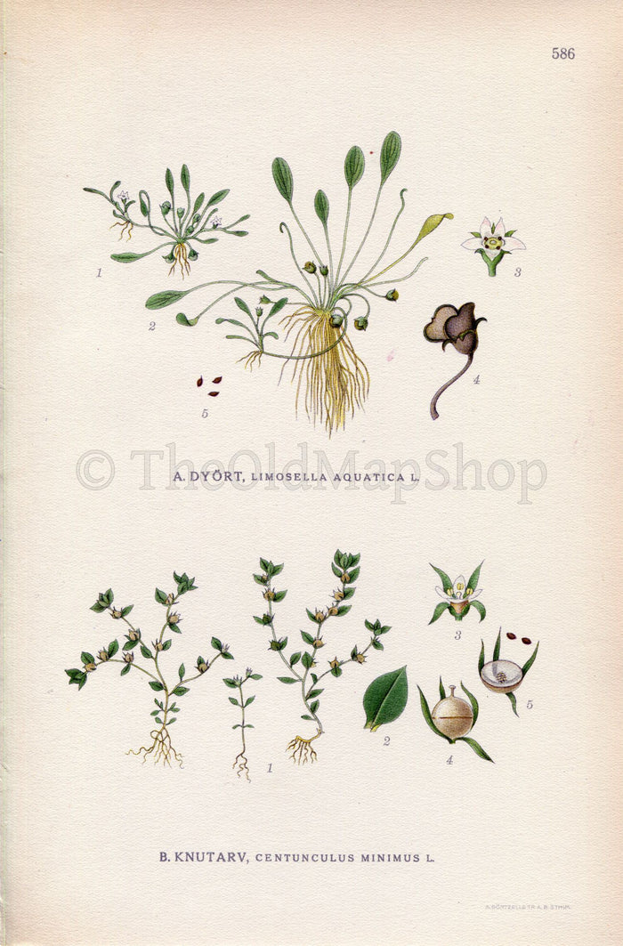 1926 Water Mudwort, Chaffweed (Limosella aquatica, Centunculus minimus) Vintage Antique Print by Lindman Botanical Flower Book Plate 586