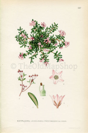 1926 Alpine Azalea, Trailing Azalea, Kalmia procumbens (Loiseleuria procumbens) Vintage Print by Lindman Botanical Flower Book Plate 587