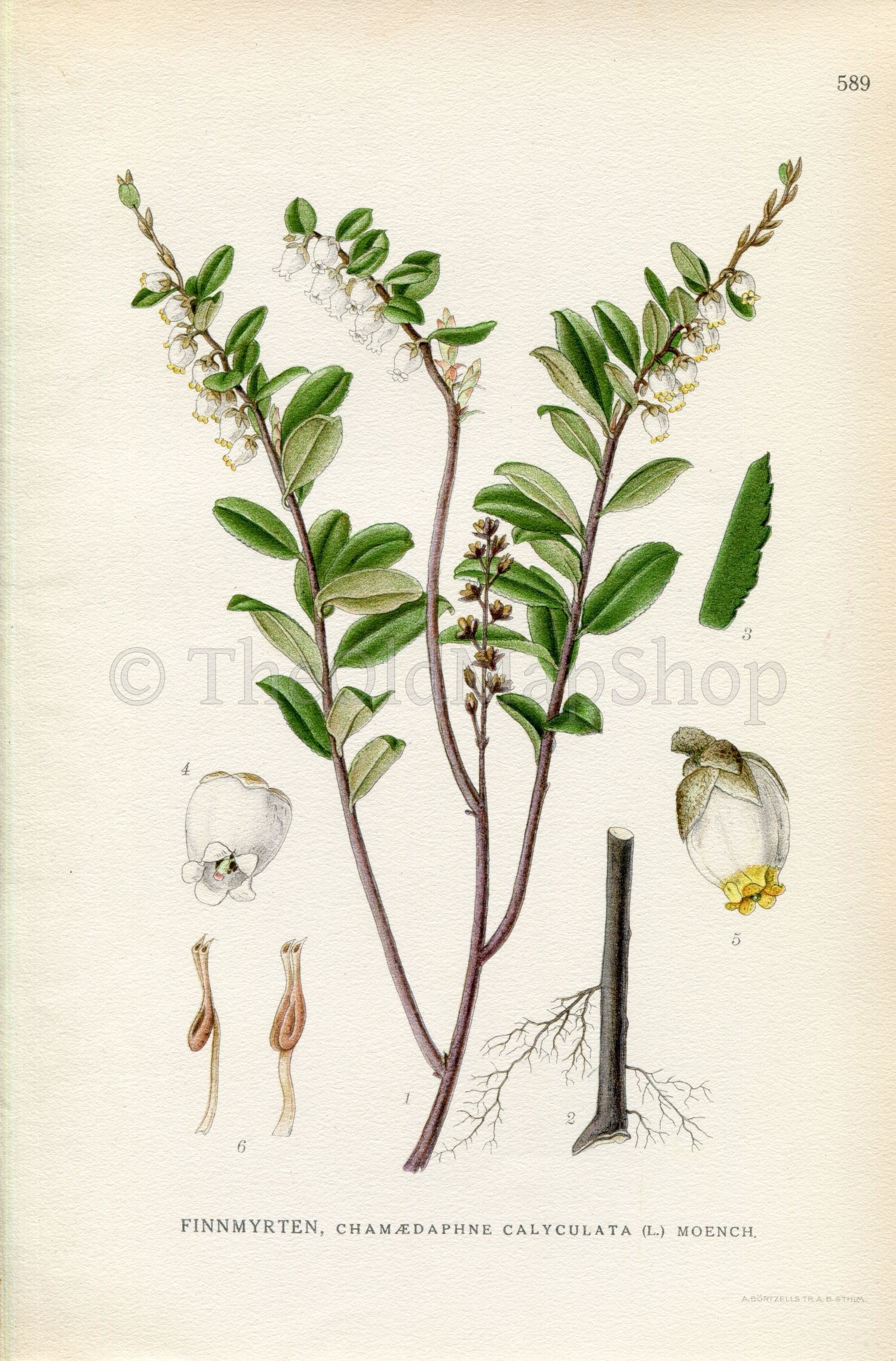 1926 Leatherleaf, Cassandra (Chamaedaphne calyculata) Vintage Antique Print by Lindman Botanical Flower Book Plate 589, Green, White