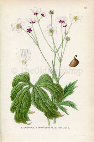 1926 Large White Buttercup (Ranunculus platanifolius) Vintage Antique Print By Lindman Botanical Flower Book Plate 593, Green