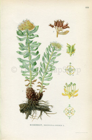 1926 Golden root, Rose root, Roseroot (Rhodiola rosea) Vintage Antique Print By, Lindman Botanical Flower Book Plate 608, Green, Yellow