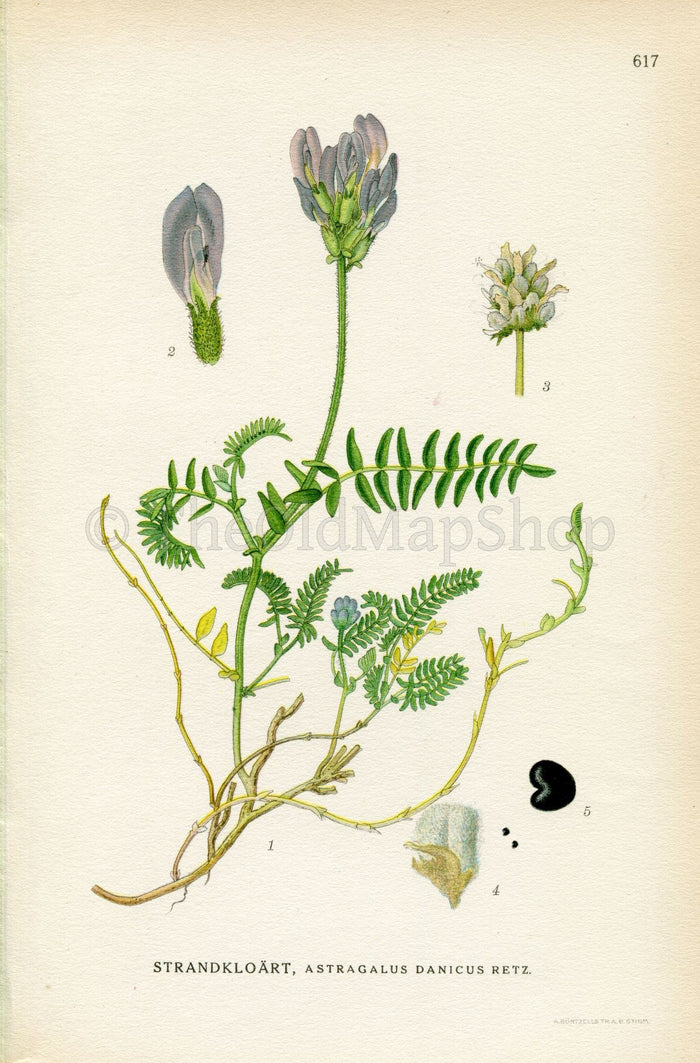 1926 Purple Milk-vetch (Astragalus danicus) Vintage Antique Print By Lindman Botanical Flower Book Plate 617, Green