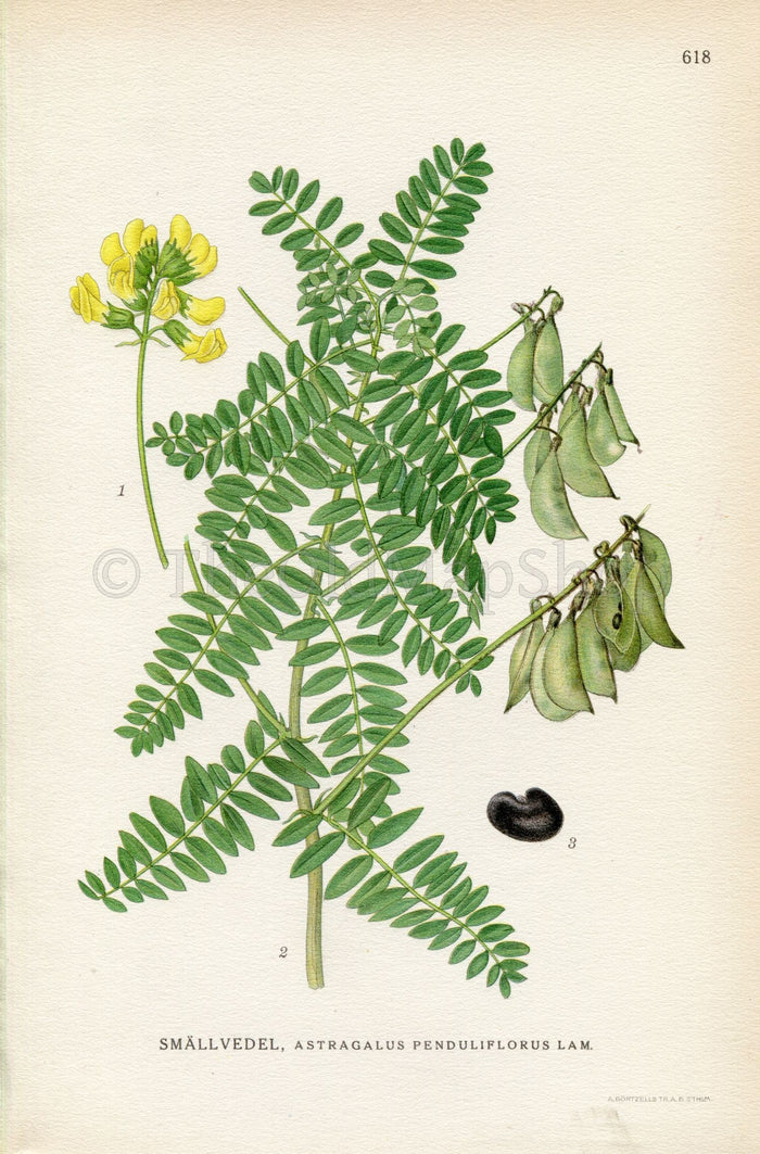 1926 (Astragalus penduliflorus) Vintage Antique Print By Lindman Botanical Flower Book Plate 618, Green, Yellow