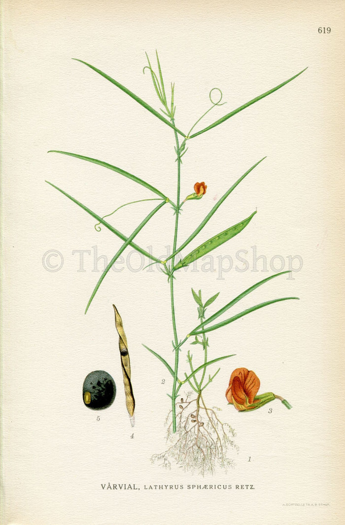 1926 Grass Pea, Round-seeded Vetchling (Lathyrus sphaericus) Vintage Antique Print By Lindman Botanical Flower Book Plate 619, Green