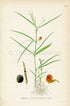 1926 Grass Pea, Round-seeded Vetchling (Lathyrus sphaericus) Vintage Antique Print By Lindman Botanical Flower Book Plate 619, Green