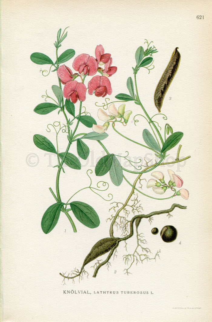 1926 Tuberous pea, Tuberous vetchling (Lathyrus tuberosus) Vintage Antique Print By Lindman Botanical Flower Book Plate 621, Green Pink