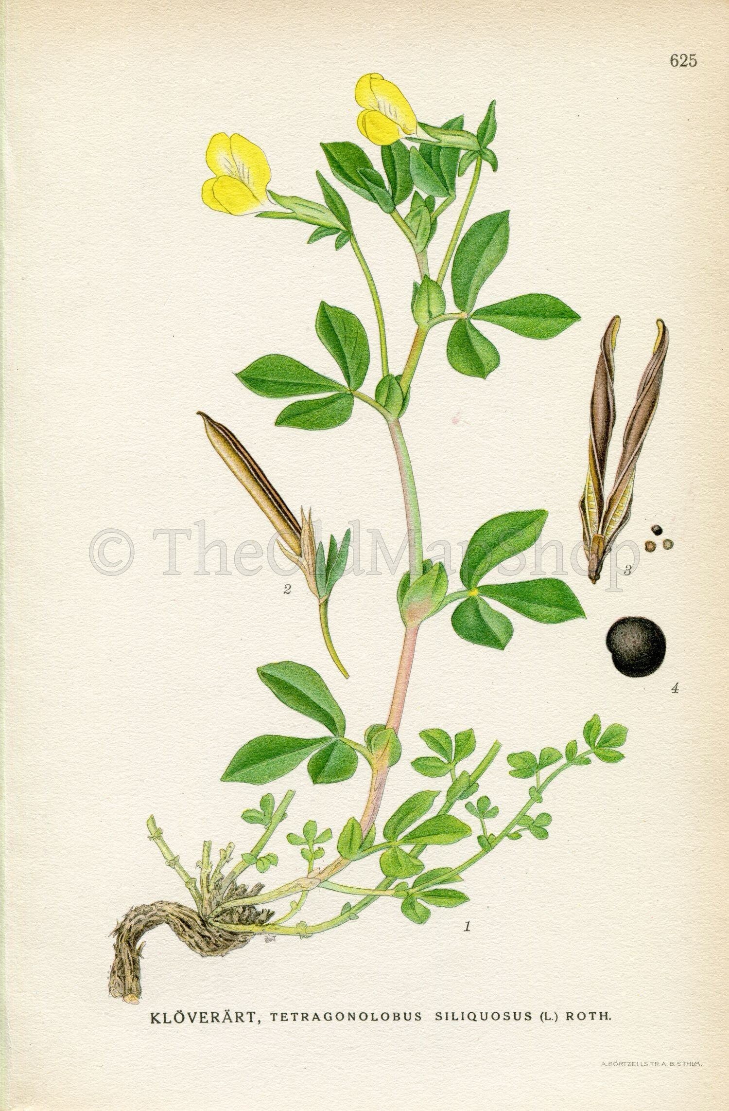 1926 Dragon's teeth (Tetragonolobus siliquosus) Vintage Antique Print, Lindman Botanical Flower Book Plate 625, Green, Yellow