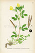 1926 Dragon's teeth (Tetragonolobus siliquosus) Vintage Antique Print, Lindman Botanical Flower Book Plate 625, Green, Yellow