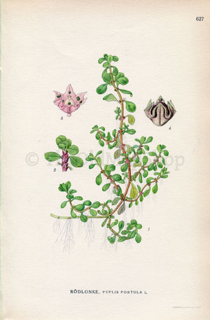1926 Water-purslane, Lythrum portula (Peplis portula) Vintage Antique Print, Lindman Botanical Flower Book Plate 627, Green, Pink