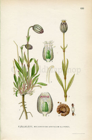 1926 (Melandrium apetalum) Vintage Antique Print by, Lindman Botanical Flower Book Plate 630, Green