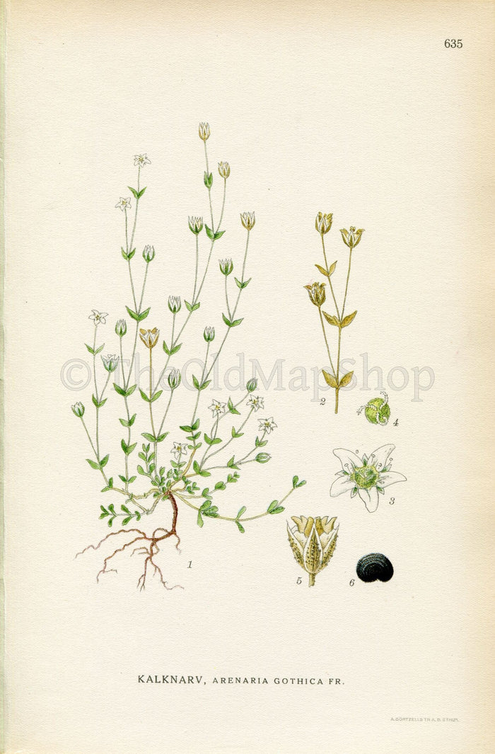 1926 (Arenaria gothica) Vintage Antique Print by, Lindman Botanical Flower Book Plate 635, Green, White