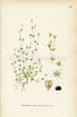 1926 (Arenaria gothica) Vintage Antique Print by, Lindman Botanical Flower Book Plate 635, Green, White