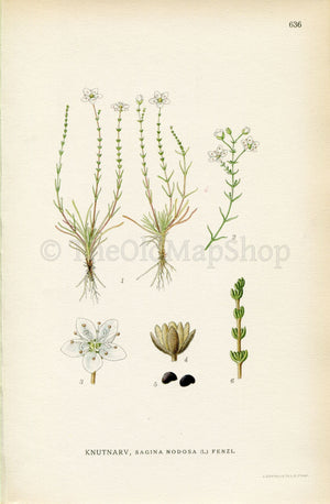 1926 Knotted Pearlwort (Sagina nodosa) Vintage Antique Print by, Lindman Botanical Flower Book Plate 636, Green, White