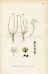 1926 Knotted Pearlwort (Sagina nodosa) Vintage Antique Print by, Lindman Botanical Flower Book Plate 636, Green, White
