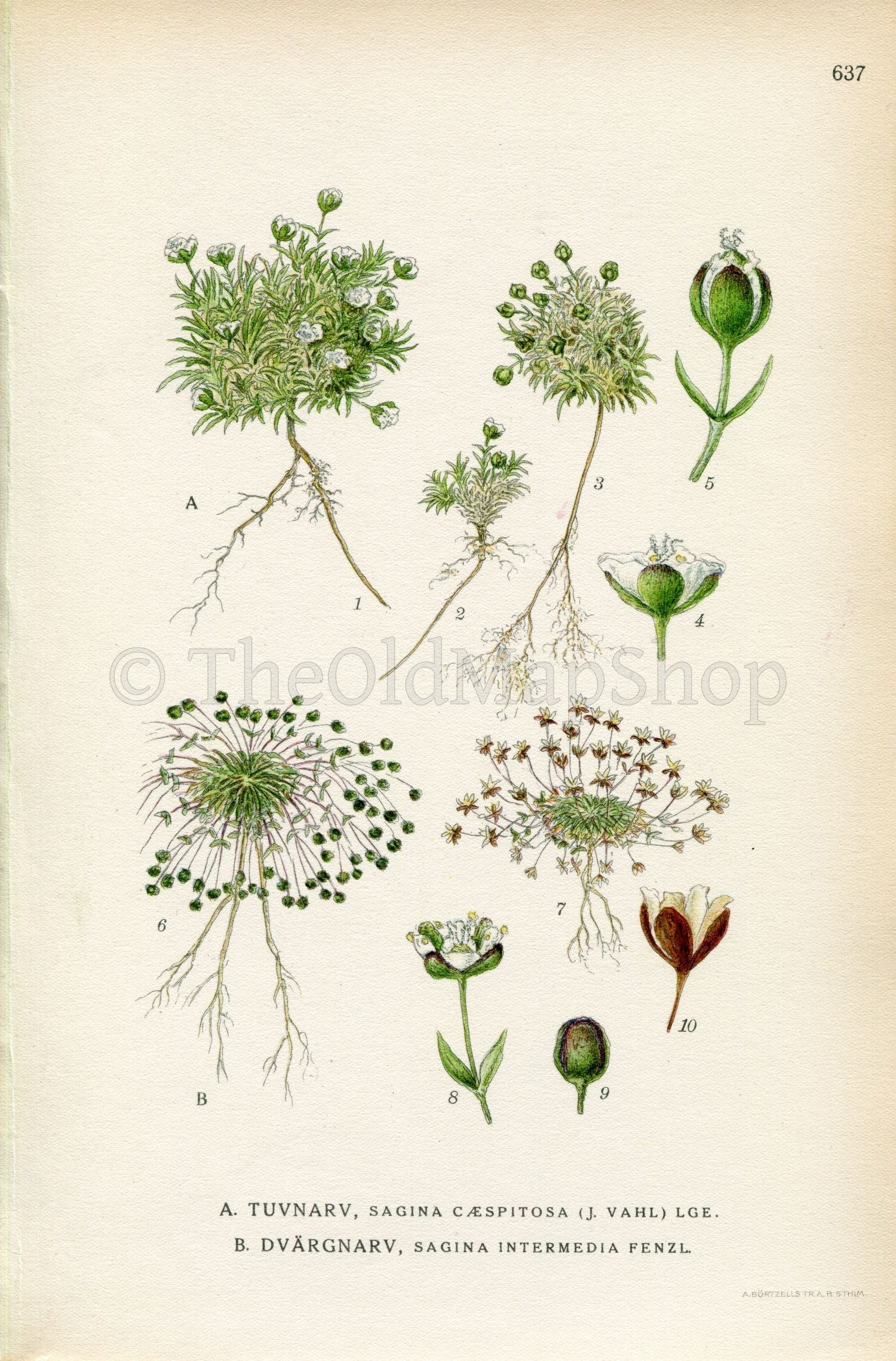1926 Tufted Pearlwort, Snow Pearlwort (Sagina caespitosa, Sagina intermedia) Vintage Antique Print, Lindman Botanical Flower Book Plate 637
