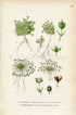 1926 Tufted Pearlwort, Snow Pearlwort (Sagina caespitosa, Sagina intermedia) Vintage Antique Print, Lindman Botanical Flower Book Plate 637