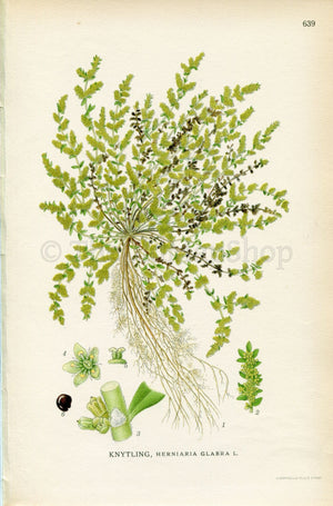 1926 Smooth Rupturewort (Herniaria glabra) Vintage Antique Print by, Lindman Botanical Flower Book Plate 639, Green