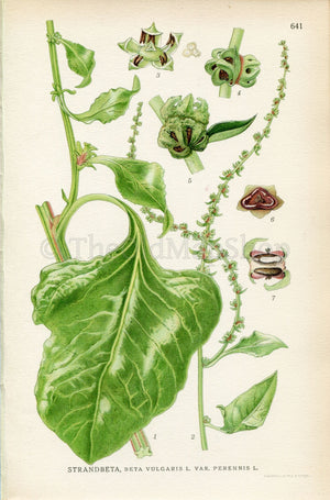 1926 Beet (Beta vulgaris) Vintage Antique Print by, Lindman Botanical Flower Book Plate 641, Green