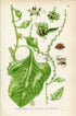 1926 Beet (Beta vulgaris) Vintage Antique Print by, Lindman Botanical Flower Book Plate 641, Green